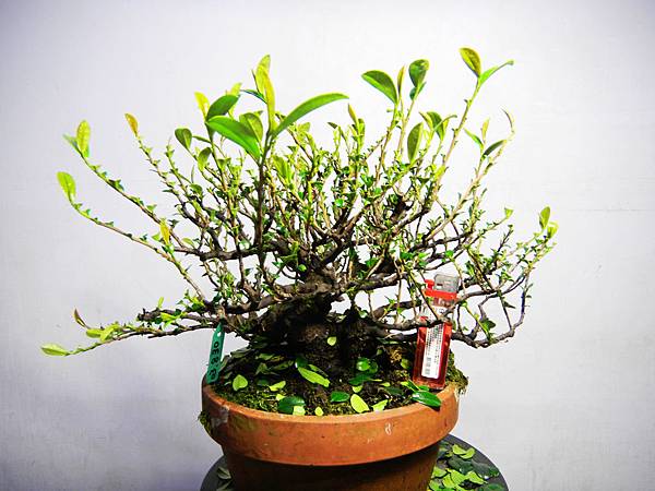 nEO_IMG_DSCN6417.jpg nEO_IMG_DSCN6417.jpg