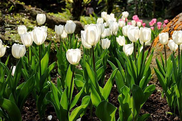 DSC_4224_OK.jpg DSC_4224_OK.jpg