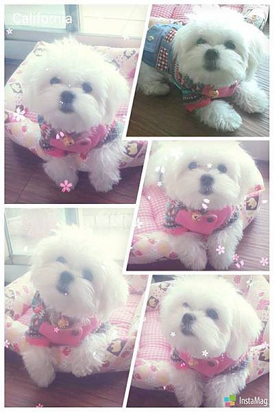 10912619_908748925809988_1990096767_n