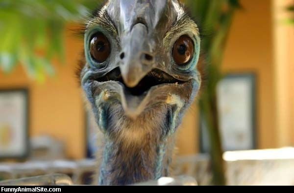 Funky_Bird_Face.jpg Funky_Bird_Face.jpg