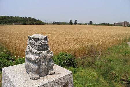 封面 小麥1 (4).JPG