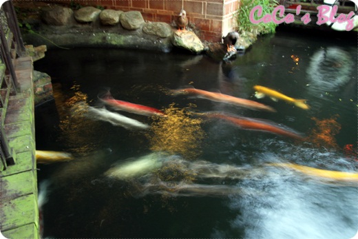 IMG_1699 IMG_1699