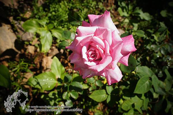 DSC02102 DSC02102