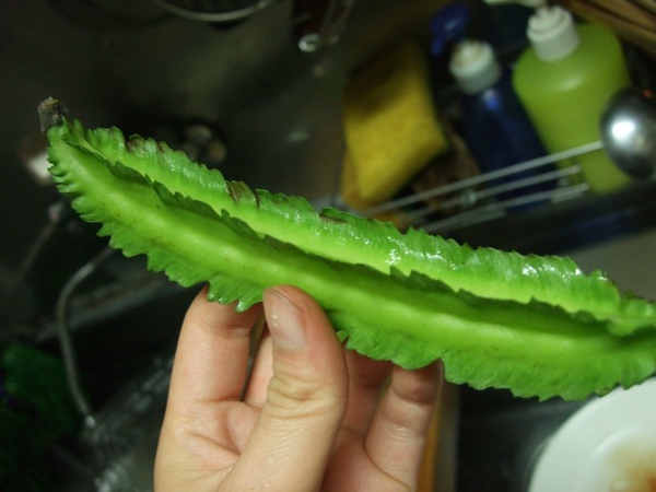 DSCF0733.JPG