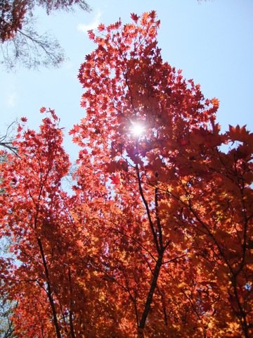 DSCF0233.JPG