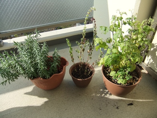 DSCF0861.JPG