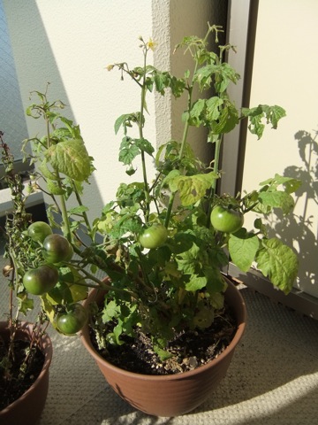 DSCF0862.JPG DSCF0862.JPG