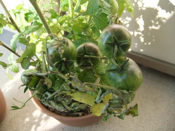 DSCF0867.JPG DSCF0867.JPG