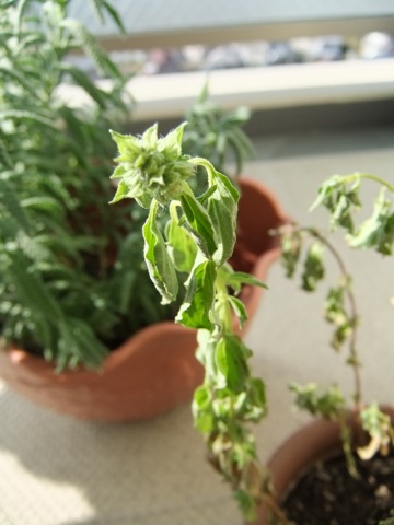 DSCF0865.JPG DSCF0865.JPG