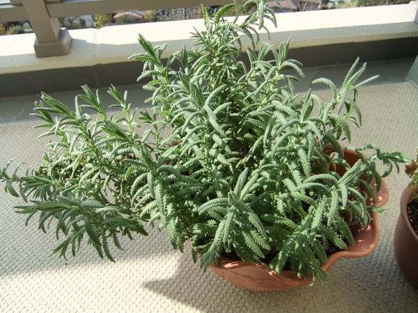 DSCF0868.JPG DSCF0868.JPG