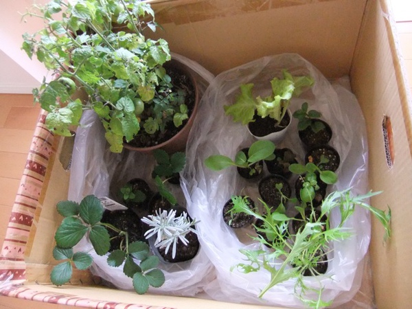 DSCF0903.JPG DSCF0903.JPG