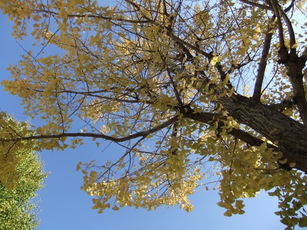 DSCF0907.JPG DSCF0907.JPG