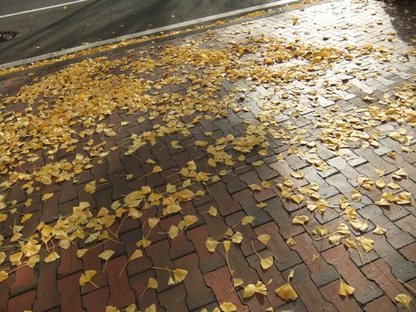 DSCF1206.JPG