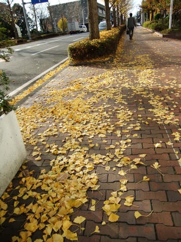 DSCF1207.JPG DSCF1207.JPG