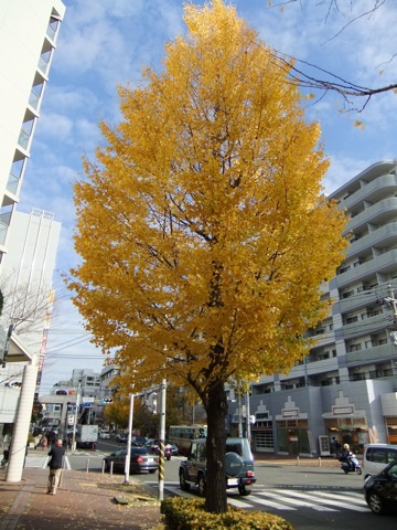 DSCF1212.JPG DSCF1212.JPG