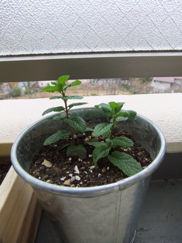 DSCF1246.JPG
