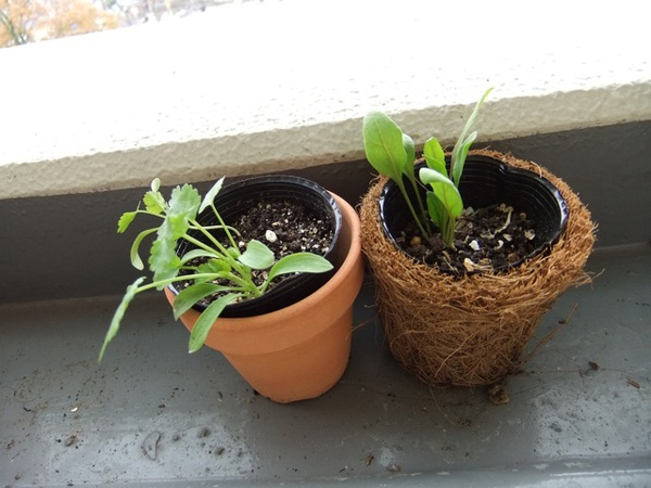 DSCF1250.JPG