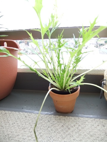 DSCF1251.JPG