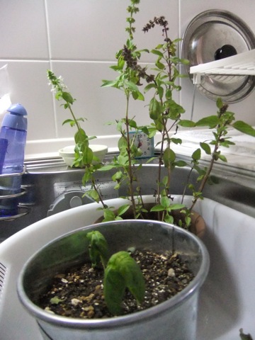 DSCF1253.JPG