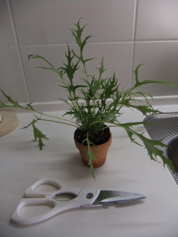 DSCF1397.JPG DSCF1397.JPG