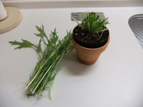 DSCF1398.JPG DSCF1398.JPG