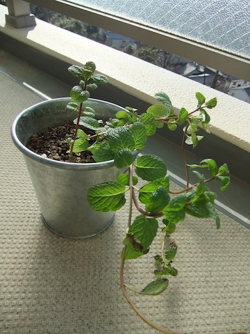 DSCF2384.JPG