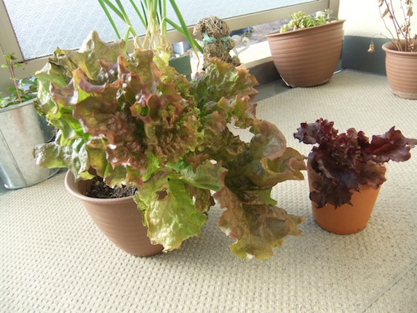 DSCF2387.JPG