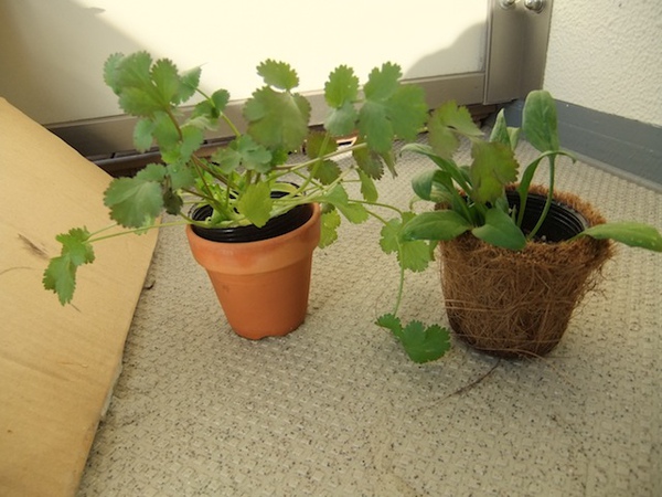 DSCF2390.JPG