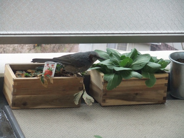 DSCF2494.JPG