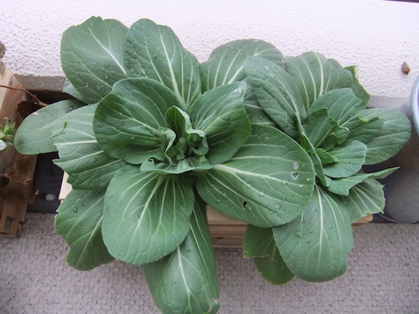 DSCF2495.JPG