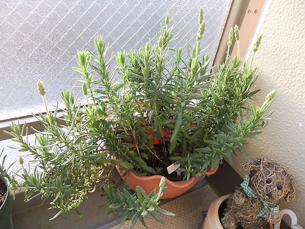 DSCF3005.JPG