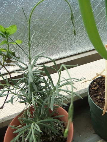 DSCF3396.JPG