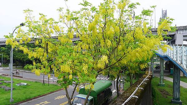 潭美街阿勃勒之美2 潭美街阿勃勒之美2