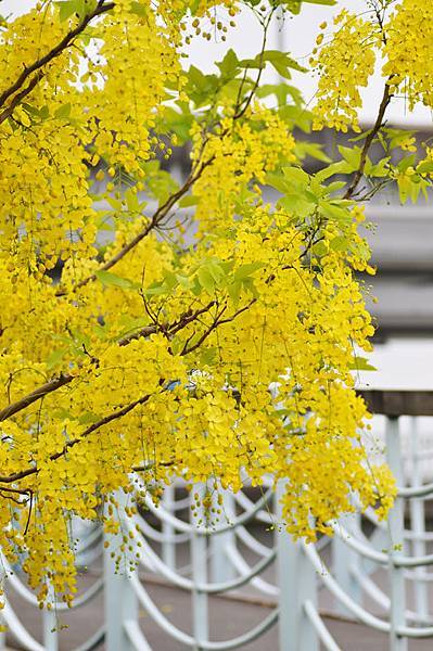 潭美街阿勃勒之美3 潭美街阿勃勒之美3