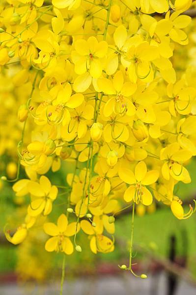 潭美街阿勃勒之美6 潭美街阿勃勒之美6