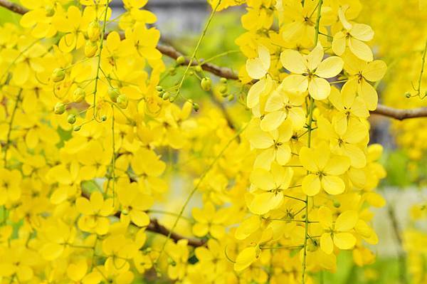 潭美街阿勃勒之美7