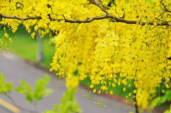 潭美街阿勃勒之美8 潭美街阿勃勒之美8