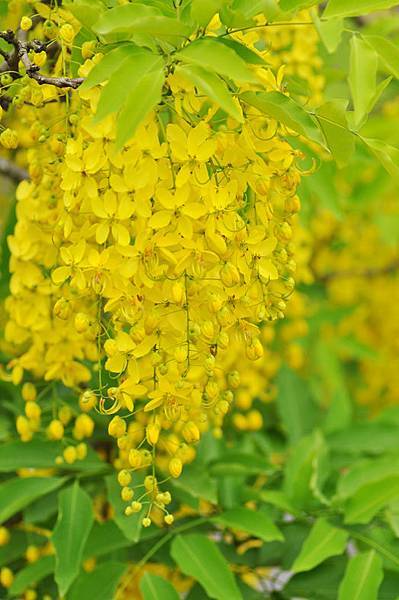 潭美街阿勃勒之美9 潭美街阿勃勒之美9