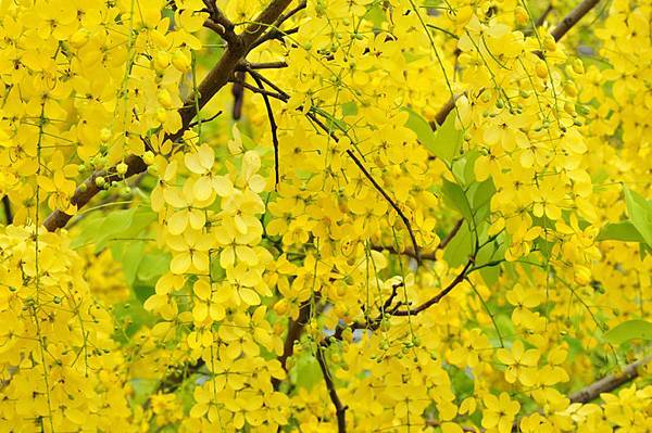 潭美街阿勃勒之美10 潭美街阿勃勒之美10