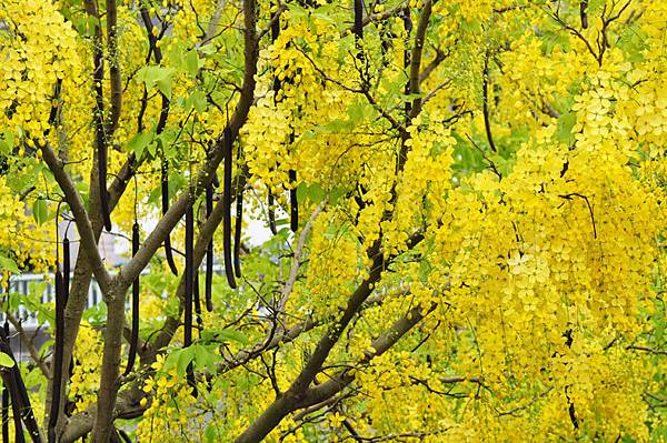 潭美街阿勃勒之美11 潭美街阿勃勒之美11