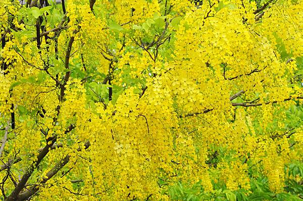 潭美街阿勃勒之美12 潭美街阿勃勒之美12