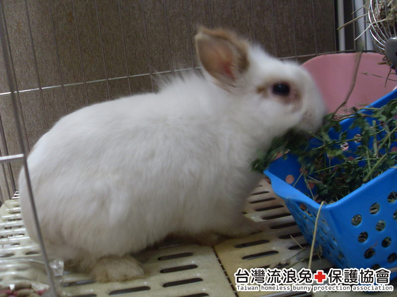 魯夫1 魯夫1