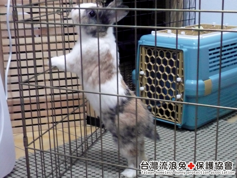探頭探腦哥哥 探頭探腦哥哥