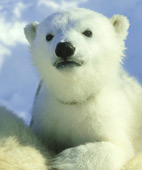 超可愛的丹麥小小北極熊
