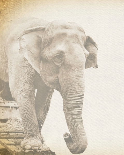 大象的眼淚 大象的眼淚