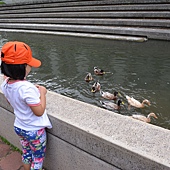 雲科餵鴨 002 雲科餵鴨 002