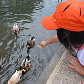 雲科餵鴨 010 雲科餵鴨 010