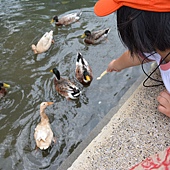 雲科餵鴨 011 雲科餵鴨 011