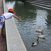 雲科餵鴨 025 雲科餵鴨 025
