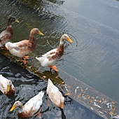 雲科餵鴨 027 雲科餵鴨 027